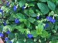 Blue Glory Thunbergia / Thunbergia battiscombe 